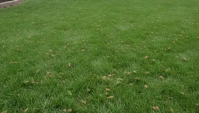 Bloomington IN lawn recovering after professional aeration service showing greener, healthier turf growth